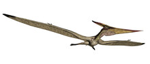 Pteranodon Flying - 3D Render