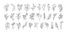 Set Of Plants And Flowers Line Art Vector Illustrations. Daisy, Marigold, Rose, Snowdrop, Iris, Aster, Eucalyptus, Chrysanthemum, Narcissus, Trendy Greenery Hand Drawn Black Ink Sketches.