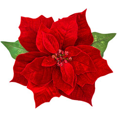 png red christmas flower poinsettia isolated transparent background