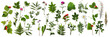  botanical set. Herbarium of various plants on a transparent background. Freshly cut plants. Forest flowers, herbs, berries.