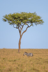 Poster - zebra by tree