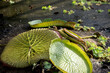 Die Blätter der Riesenseerose (Victoria cruziana) in einem gerade abgelassenen Becken.