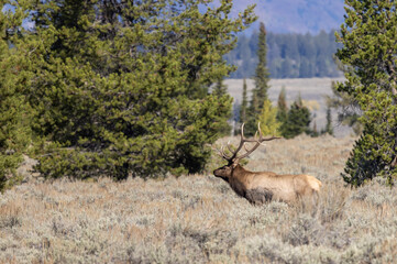 Canvas Print - Bull Elk During the Rut in Wyoming in Autumn