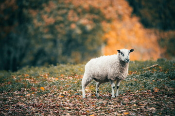 sheep in the field