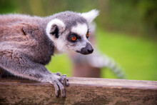 Ring Tail Lemur At Whipsnade Zoo