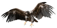Buzzard Eagle Hunting
