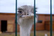 Ostrich In A Cage. Blue-eyed Animal Locked Up. Recreational Animal Park