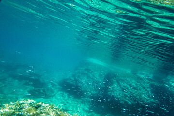 Wall Mural - School of fish swimming in blue sea