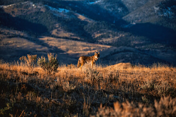 coyote in yellowstone national park