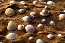  A Bunch Of Shells Are On The Sand And Sand Is Brown And White And There Is A Lot Of Them.