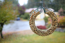 Hanging Bird Feeder Wreath Outside Of Window On Rainy Day. Bird Feeder Filled With Peanut Shells With Defocused Residential Street And Foliage. Used For Large Birds And Squirrels. Selective Focus.