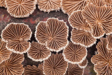 Wall Mural - Mushrooms on a tree branch on a wooden background.