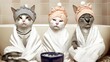 Three incredibly cute kittens sit wrapped in bathrobe after a bath.Cat spa.Relax in the bathhouse. Preparing for a New Year's Eve party.