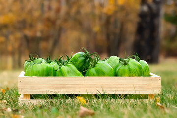 Wall Mural - Wooden crate with green striped tomatoes in the autumn garden.