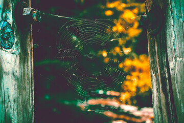 spider web in the woods