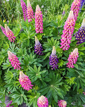 Colorful Lupine Flowers
