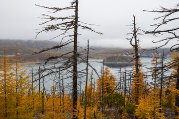 Wall Mural - Autumn landscape. Larch forest on the coast of the sea bay. Dried larch trees. Overcast weather. Northern nature. Magadan region, Siberia, Russian Far East.