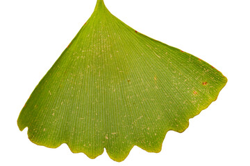 Wall Mural - isolated close up of a green ginkgo tree leaf with yellow around the edges