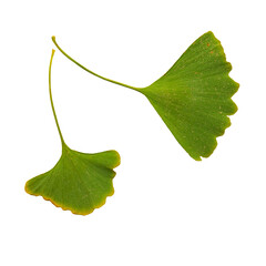 Wall Mural - isolated close up of a two green ginkgo tree leaves with yellow around the edges