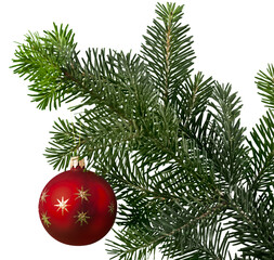 Wall Mural - red bauble on green christmas fir tree on white background