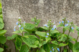 Fototapeta Boho - Brunnera sibirica blue flowers spring background. Photo.