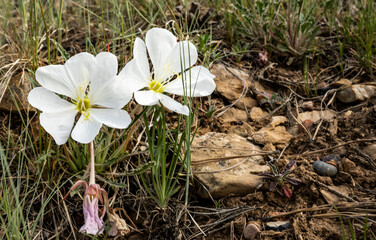 Poster - Pair of Evening Primrose Blossoms in Bryce Canyon