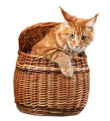 Poster - Adorable red cat in brown box isolated on white background