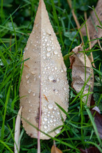 Water Drops On A Colorful Fall Leaf In The Grass 
