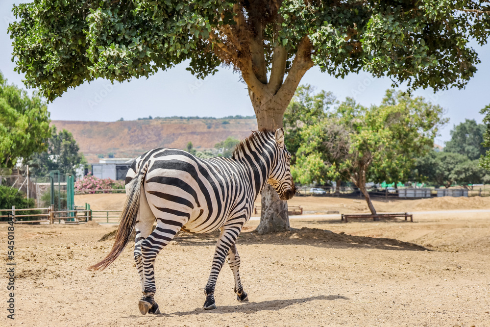 Beautiful zebra in safari park