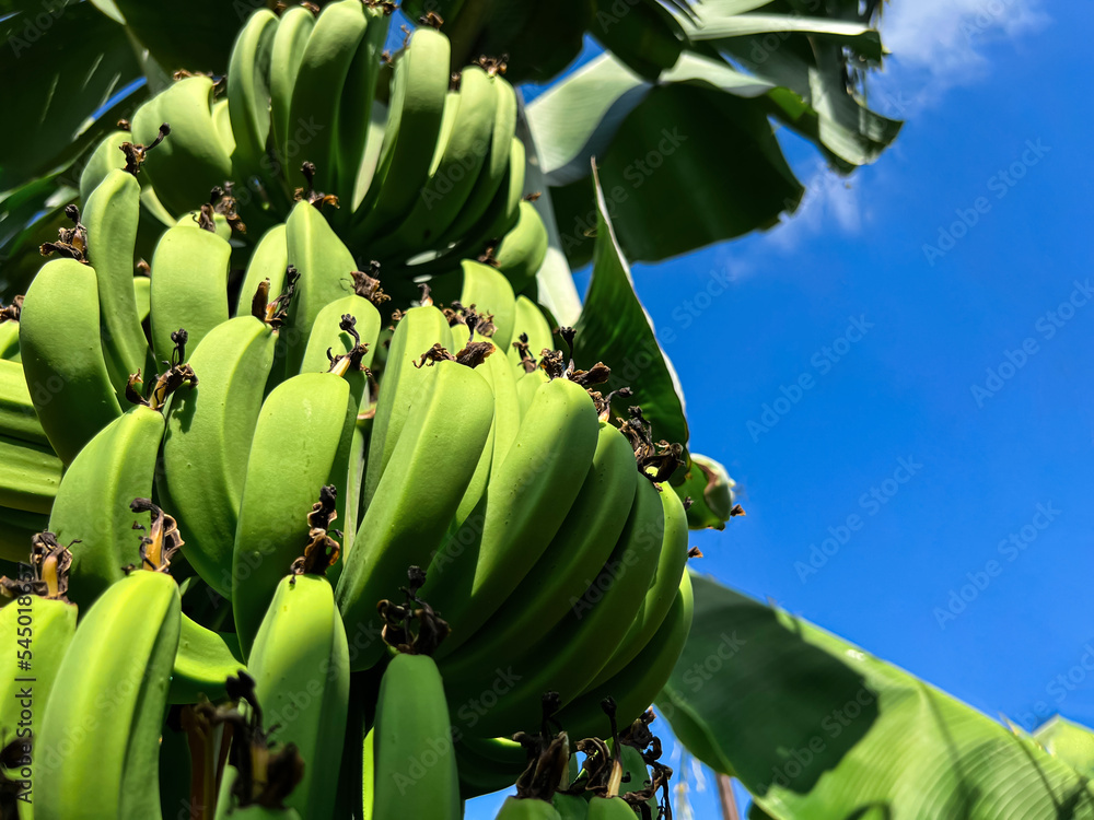 Bunch of bananas on palm tree, closeup
