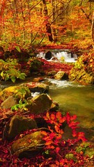 beautiful landscape of red maple leaves blowing in wind and flowing water in a forest in autumn or f