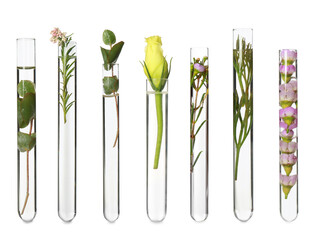 Wall Mural - Set with different plants in test tubes on white background