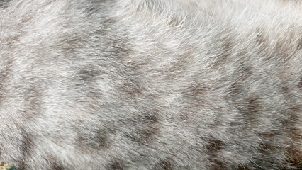 Wall Mural - close up gray cat fur texture background