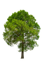 Wall Mural - Isolated Tree on transparent background ,Suitable for use in landscape design, Tree from thailand, Asia