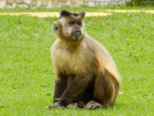 Capuchin Monkey - Bonito Brazil