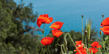 Poppies Red Close-up On The Background Of The Blue Sea. Beautiful Bright Spring Flowers. Atmospheric Landscape With Scarlet Sun Poppies. Beautiful Postcard View, Natural Background With Copy Space