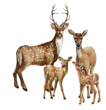 Deer Family, Baby Deer