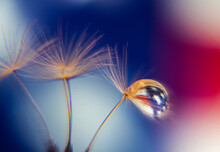 Macro Of Dandelion Tuft And Water Droplet With United States Flag