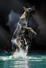 German Shepherd Shooting In Water