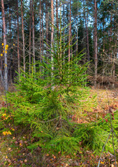 Wall Mural - Young green symmetrical spruce in a mixed forest in autumn