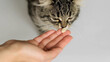 Owner giving medicine or vitamins in a pill to kitten. Pills for animals. Medicine and vitamins for pets.