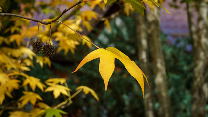 Wall Mural - Close-up of golden leaves and spiky black balls seeds of Liquidambar styraciflua, commonly called American sweetgum (Amber tree) in focus against background of blurry leaves. Nature concept for design