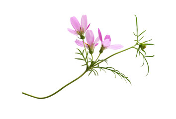 Wall Mural - pink cosmos flowers, bud and leaves isolated on white or transparent background