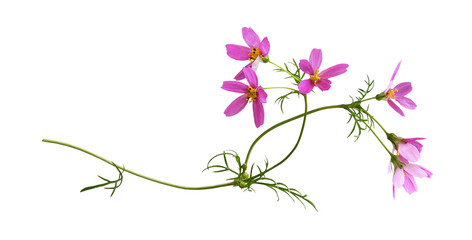 Wall Mural - pink cosmos flowers in a floral arrangement isolated on white or transparent background