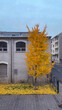 Beautiful autumn ginkgo tree whit yellow leaves in a backyard
