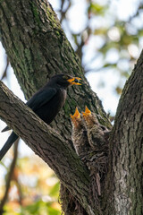 Wall Mural - Close-up of a common blackbird feeding its young