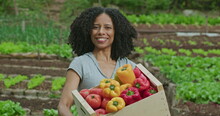 One Happy Black Woman Farmer Holding Basket Of Organic Vegetables Standing In Local Farm. Closeup Face Of An African American Female Agriculturist Entrepreneur Holds Yellow And Red Peppers In Hand