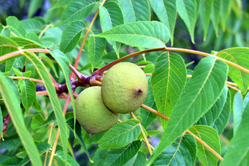 Wall Mural - Juglans nigra, the eastern American black walnut.