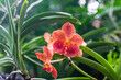 Close up of beautiful vanda orchid blossoms