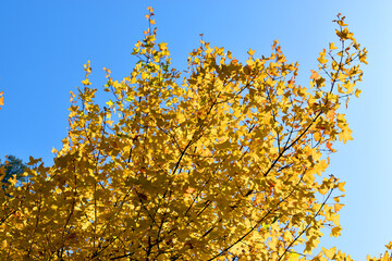 Poster - Autumn colored leaves of the Montpellier maple (Acer monspessulanum)